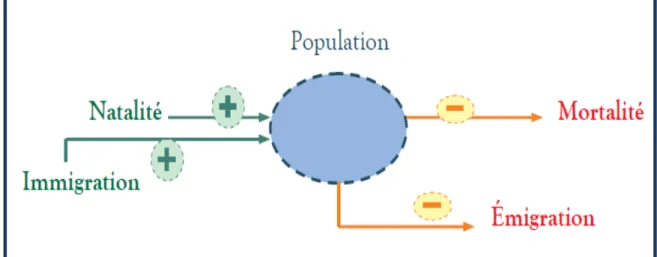 Fig. 01. Structure démographique de la population  (GAUDIN,  1997). 