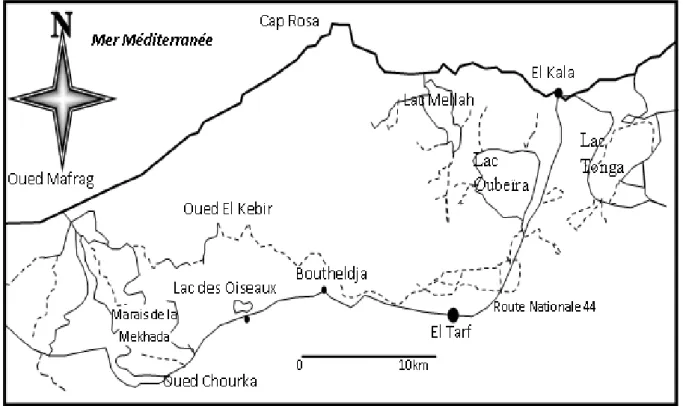 Fig. 14. Le complexe de zones humides  d’El- Kala (HOUHAMDi, 2002)  II.1.4.2.1. Situation géographique : 