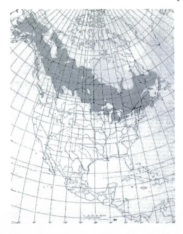 Figure  1.1 - Le  peuplier baumier, P. balsamif era  L.,  est l' espèce  le  plus nordique quand on  considère  les  espèces Tacamahaca  indigènes  de  l' amérique  du  Nord