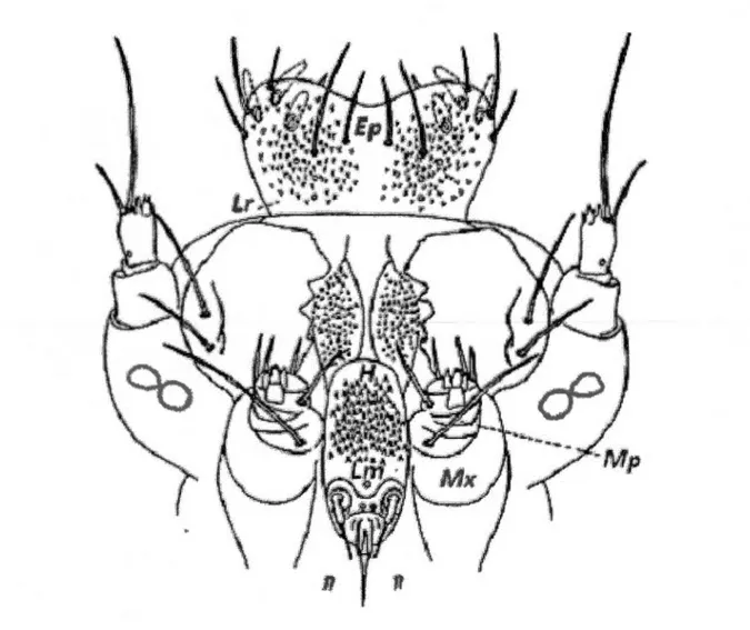 Figure  1.5- La cavité  buccale d'une  larve de  lépidoptère contient:  des  sensilles gustatoires  trouvées  dans  l' épipharynx (Ep), un  labre  (Lr), une  hypopharynx  (H), des  maxillaires  (Mx),  des  palpes maxillaires (Mp ),  et un  labium (Lm) (Det