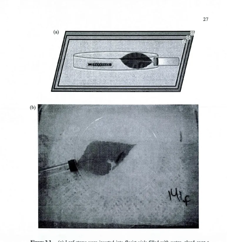 Figure 2.3- (a)  Leaf stems  were  inserted  into  florist  vials  filled  with  water,  glued  over  a  1  cm diameter ho le  on  the side of a 20cm  diameter petri  base