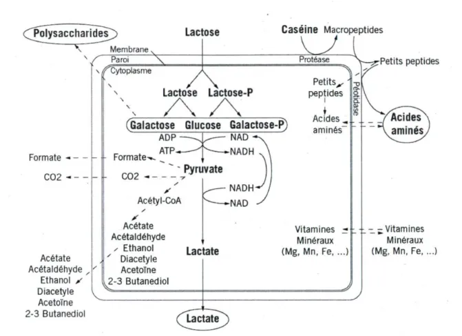 Figure 1.1 - Voies métaboliques des bactéries lactiques. Figure tirée du Centre national  interprofessionnel de l'économie laitière (CNIEL, 2009)