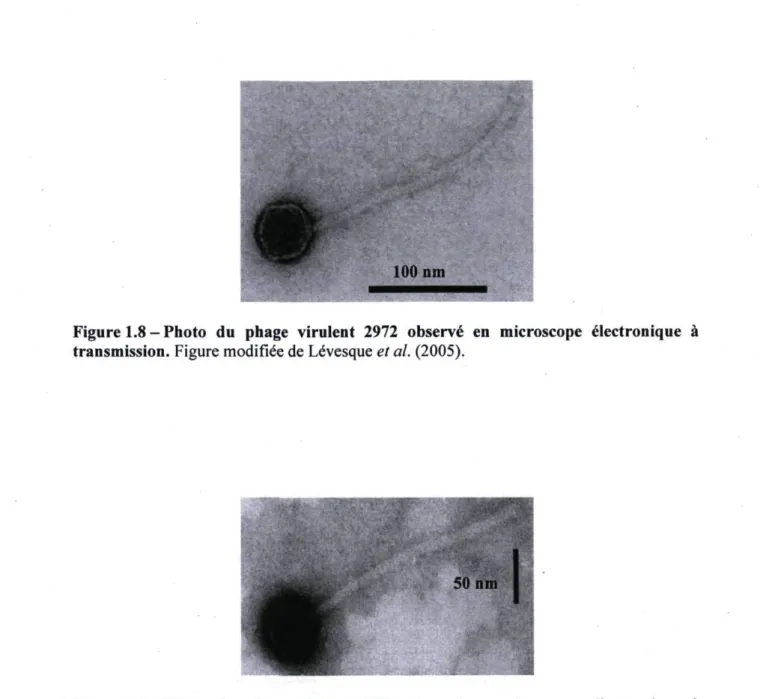 Figure 1.8 - Photo du phage virulent 2972 observé en microscope électronique à  transmission