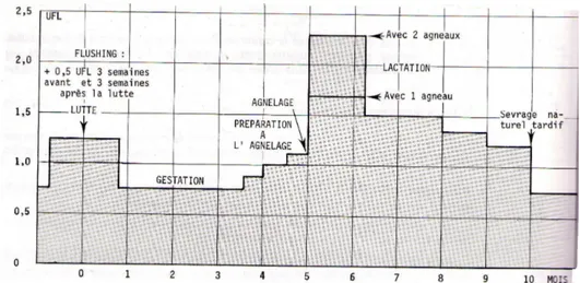 Figure II.2 – Besoins de la brebis au cours d’un cycle de reproduction (Soltner, 1988).