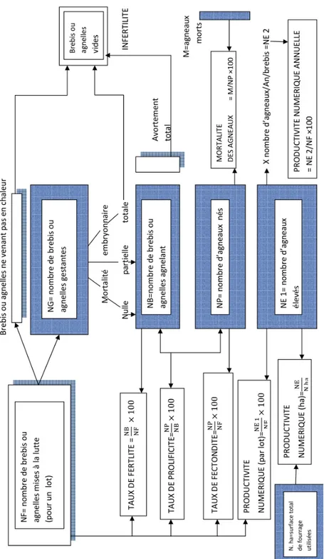 Figure III.1 – Les principaux param` etres de reproduction utilis´ es dans la reproduction ovine (Soltner, 1989).