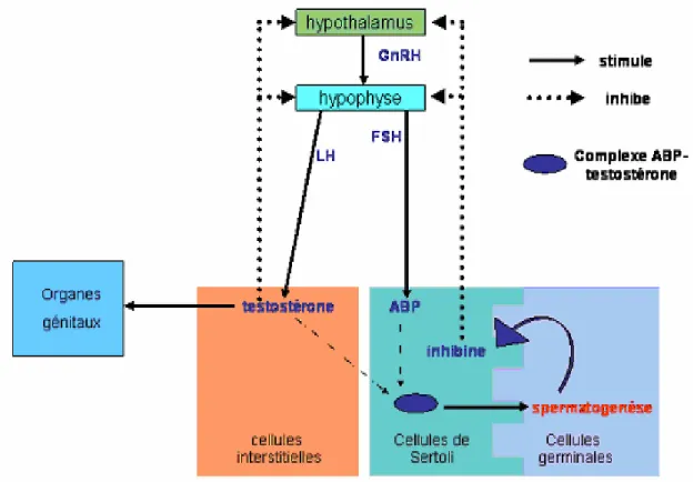 Figure 3 : Mécanisme d’action de la FSH, la LH et la testostérone. 