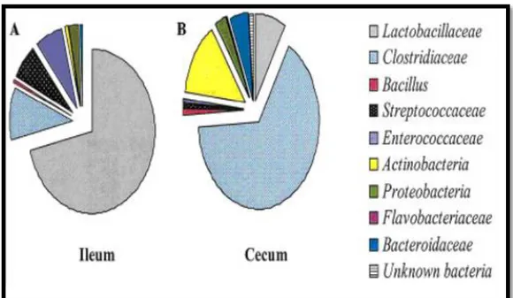 Figure 2: Composition de la flore bactérienne iléale et caecale chez les poulets de chair