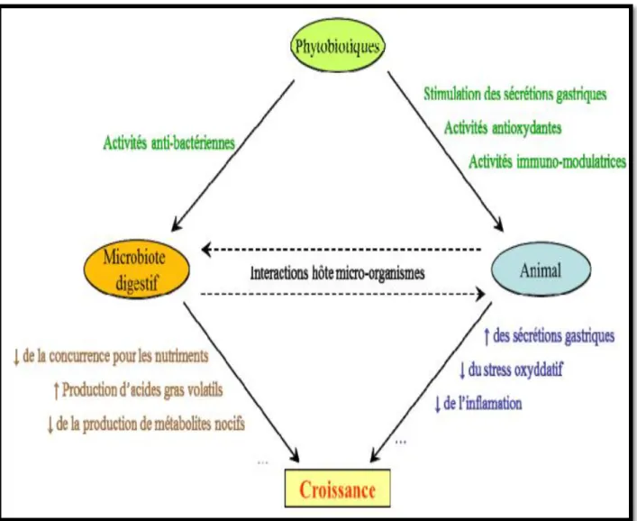 Figure 3: Schéma récapitulatif des modes d’action des phytobiotiques sur la croissance du  poulet (Guardia, 2011)