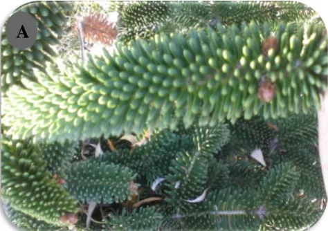 Figure 4: Photographies de Abies numidica; A) Les aiguilles de Abies numidica, B) Les   rameaux de Abies numidica