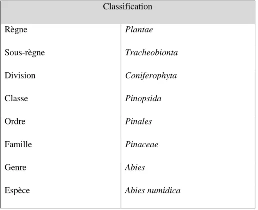 Tableau 5: Classification scientifique de Abies numidica (Quezel et Santa, 1963)  Classification  Règne  Plantae  Sous-règne  Tracheobionta  Division  Coniferophyta  Classe  Pinopsida  Ordre  Pinales  Famille  Pinaceae  Genre  Abies 