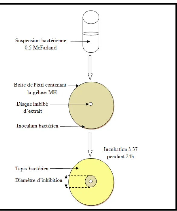 Figure 11: Principe de la méthode de diffusion en milieu gélosé. 