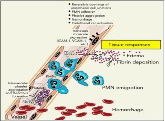 Figure 1 : Etapes de l’inflammation aiguë (Ward et al., 2010). 