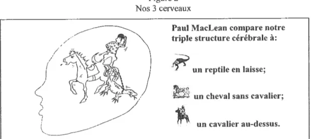 Figure 2 Nos 3 cerveaux