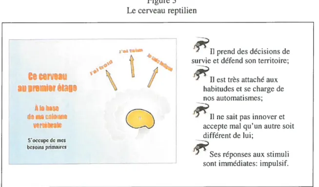 Figure 3 Le cerveau reptilien