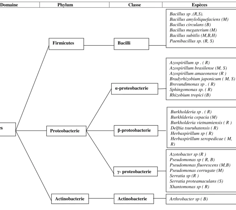 Fig. 2 : PGPR regroupées  selon leur classification phylogénétique (Pérez-Montaño et al.,  2014)
