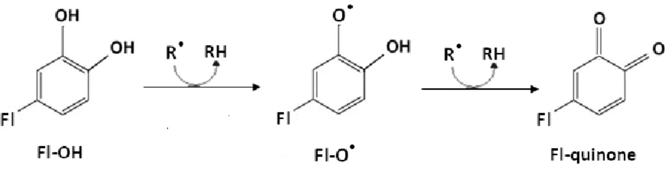 Figure  9.  Effet scavenger des espèces réactive de l’oxygène  (R • )  par les flavonoïdes