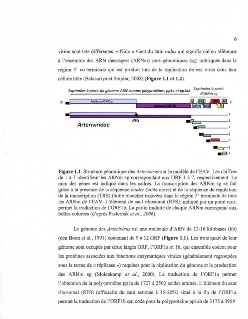 Figure 1.1. Structure génomique des Arterivirus sur le modèle de  l'EAV. Les chiffres  de  1 à  7  identifient  les  ARNm  sg  correspondant  aux  ORF  1 à  7,  respectivement