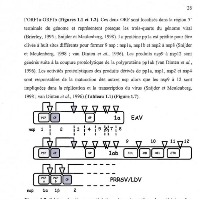 Figure  1.7.  Schéma  du  clivage  protéolytique  des  polyprotéines  des  artérivirus