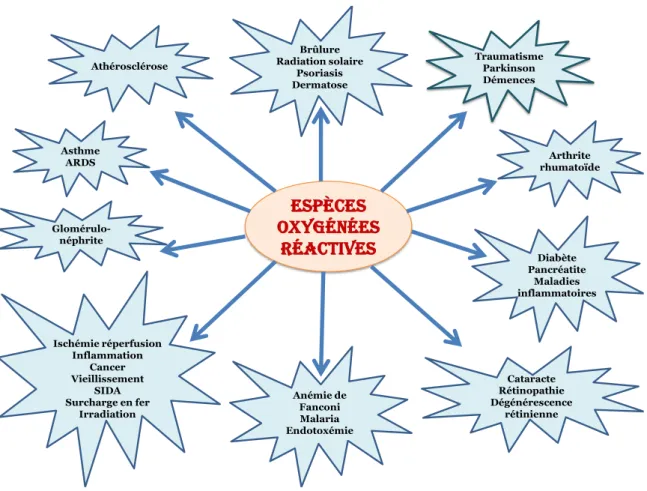 Figure 1: Les diverses attaques pathologiques provoquées par les espèces réactives d’oxygène  (Gutteridge, 1992)