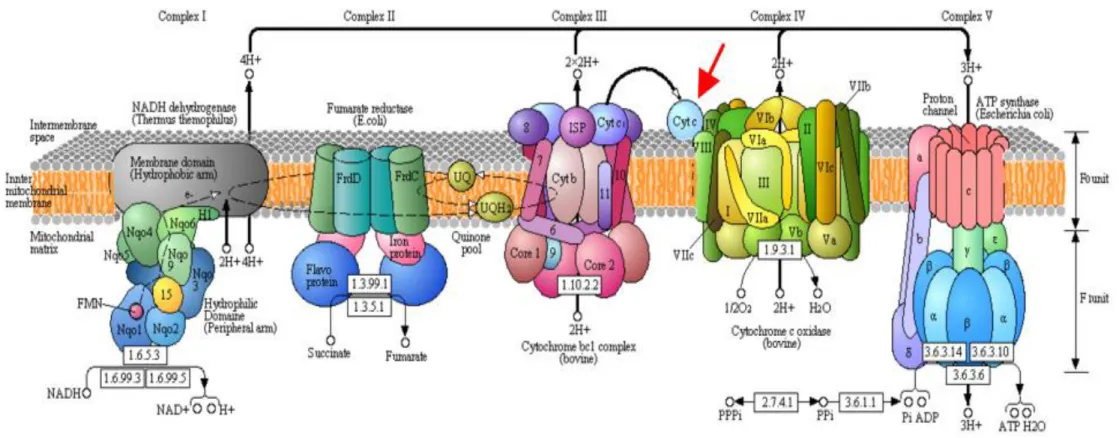 Figure 3 : Chaîne de transport des électrons au niveau de la membrane mitochondriale (KEGG, 2014)