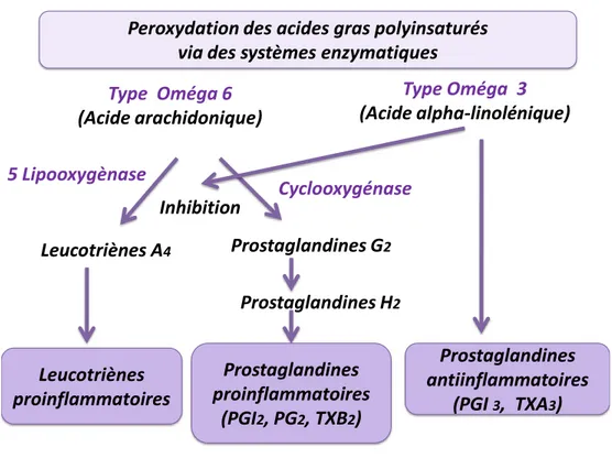Figur 5: Peroxydation des acides gras polyinsaturés via des systèmes enzymatiques.          
