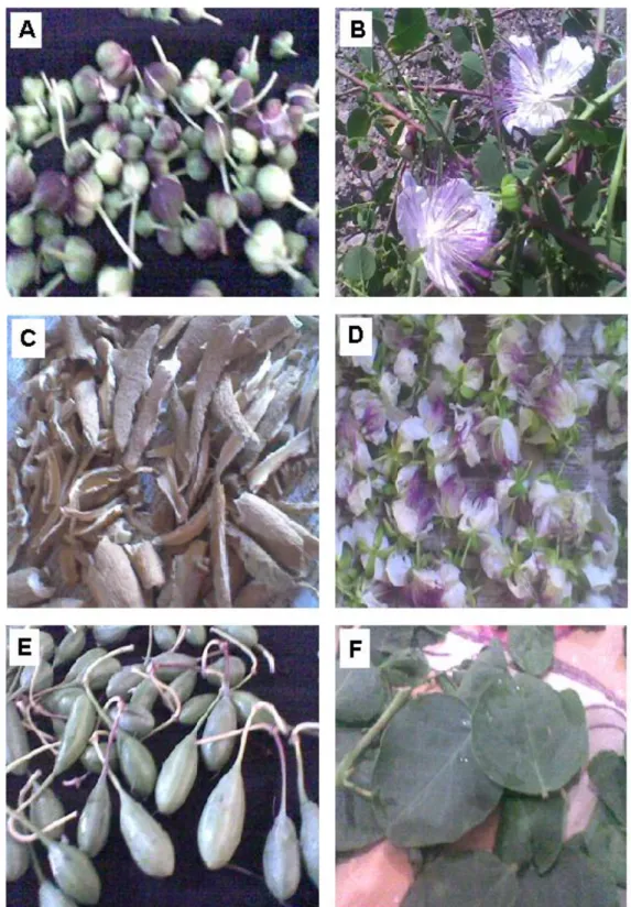Figure 12 : Différentes parties de Capparis spinosa utilisées. A : Boutons floraux, B : Plantes  entière, C : Ecorce de racine, D : Fleurs,  E : Fruits, F : Feuilles