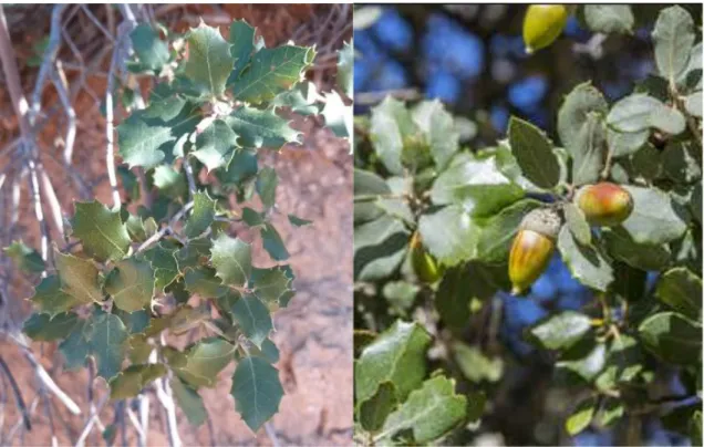 Figure 9. Photographie de Quercus ilex dans la région de Medjana (BBA). 