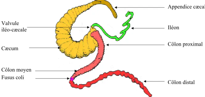 Figure 12. Schéma de l’anatomie du côlon de lapin (d’après Lebas et al., 1996). 