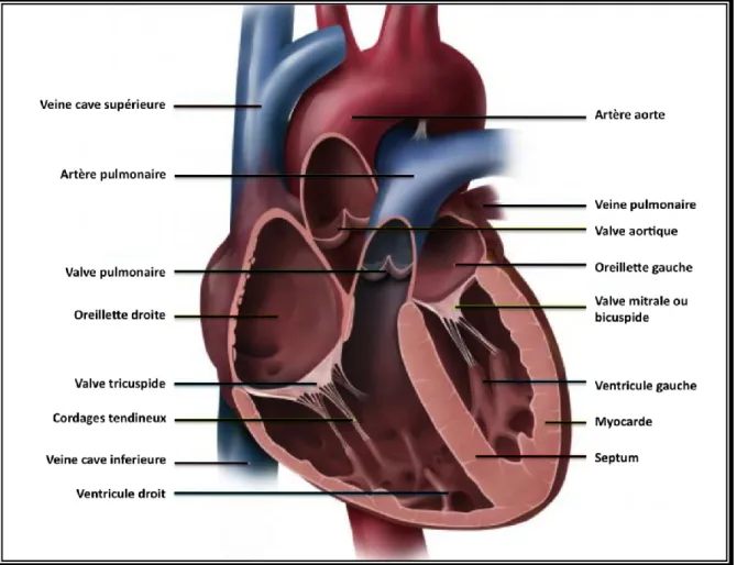 Figure 1- 1: Anatomie du cœur humain. 