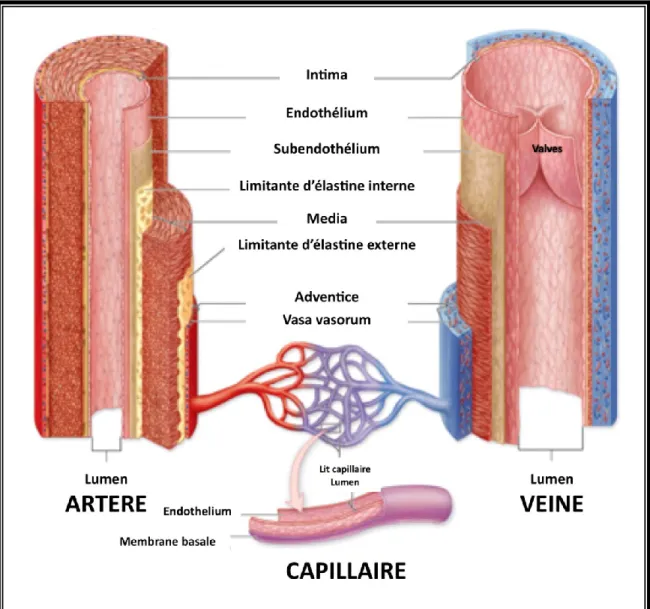 Figure 1- 2: Anatomie comparée d’une artère et d’une veine de moyen calibre. 