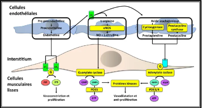 Figure 1- 6: Régulation de la constriction/relaxation des cellules musculaires lisses par les  composés endothéliaux