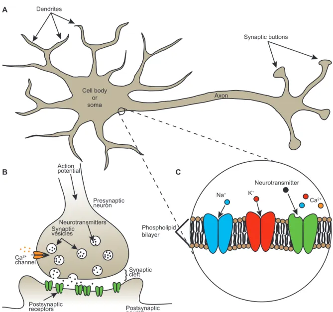 Figure 1.1: Basic concepts. A, Schematic representation of a neuron. B, Synapse. C, Phospholipid bilayer with embedded channels.