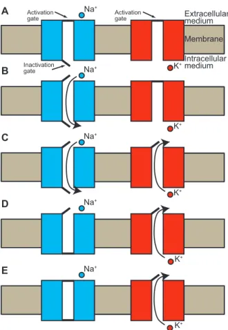 Figure 1.3: Different states of Na + and K + channels for action potential generation