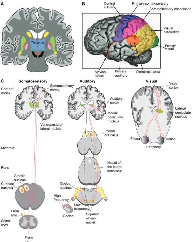 Figure 1.4: Structures and specific pathways of sensory systems. A, Central position of the thalamus.