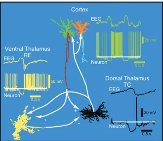 Figure 1.5: Thalamocortical circuitry and patterns of the slow oscillation in anaesthetized cats