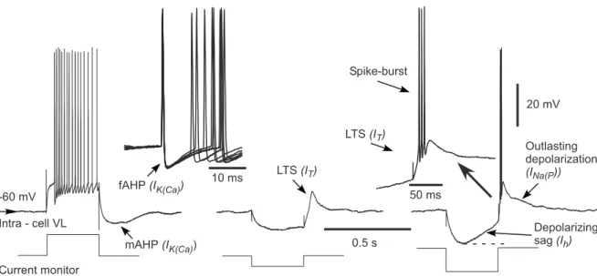 Figure 1.8: Intrinsic electrophysiological properties of thalamocortical neurons. Left, Tonic-firing mode