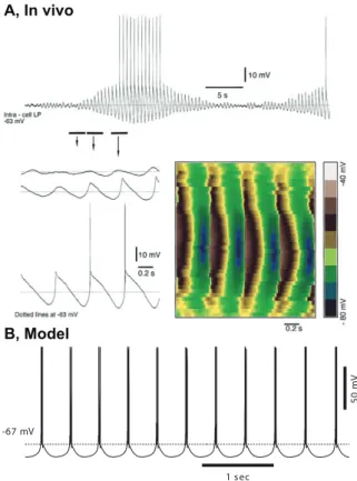 Figure 1.9: Thalamic delta oscillation. A, In vivo recordings from the lateral posterior nucleus of a decorticated cat