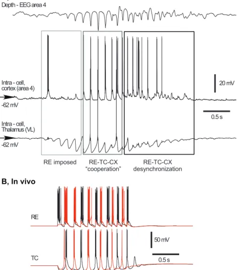 Figure 1.10: Spindle activity. A, In vivo recordings of cortical (area 4) and TC (ventral lateral nucleus) neurons of a cat showing the three phases of a spindle sequence