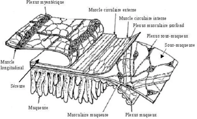 Figure 1. Histologie de la paroi intestinale (Daniel et al., 2001). 
