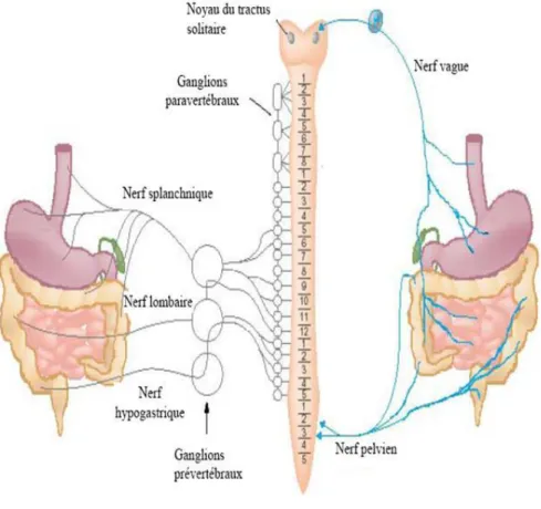 Figure 2. Les différentes efférences du système nerveux autonome (Blackshaw et Gebhart, 2002)