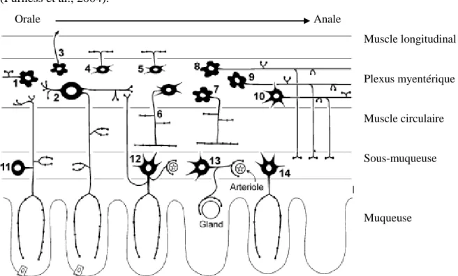 Figure 3. Les différents neurones et leur fonction dans l’intestin grêle du cobaye.  