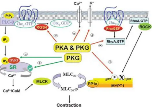 Figure 6. Les cibles moléculaires de la PKA et la PKG pendant la relaxation du muscle lisse (Murthy,  2006)