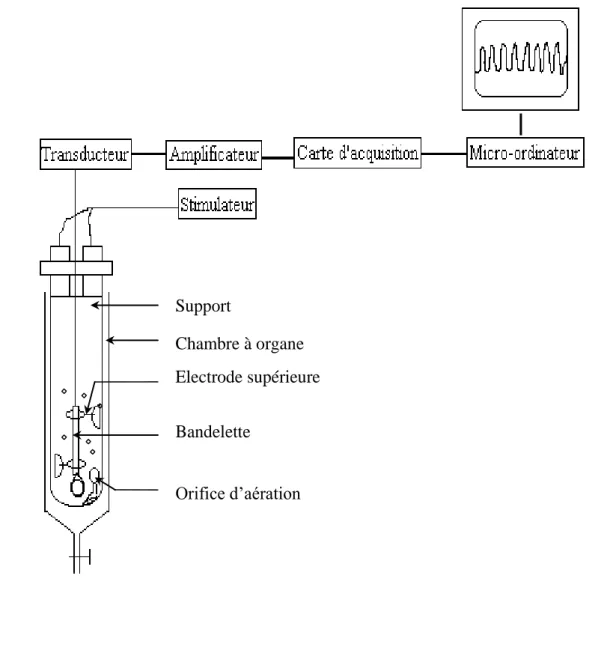 Figure 7. Schéma du dispositif du montage des bandelettes et d’enregistrement de la contraction  du muscle lisse de l’iléon de lapin