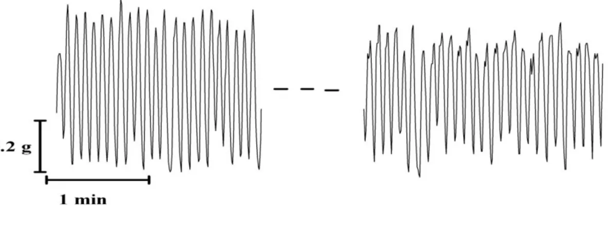 Figure 9. Enregistrement typique des contractions phasiques des bandelettes de l’iléon du lapin 