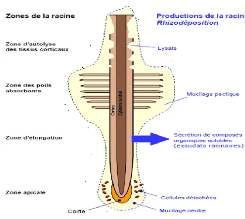 Fig. 2 :   Sites de production des différentes classes de rhizodépôts le long d'une racine  (Gobat et al., 2004) 