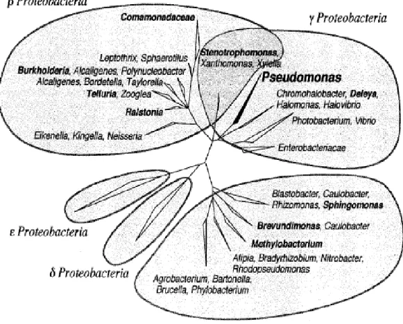 Fig. 6 : Relations phylogénétiques entre les différents groupes des protéobactéries  contenant les genres bactériens actuellement ou anciennement (en gras) associés aux  Pseudomonas (Kersters et al., 1996)