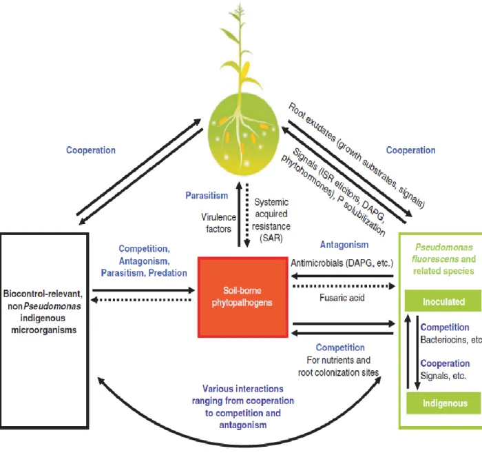 Fig.  10:  Mécanismes  impliqués  dans  la  protection  des  plantes  par  les  Pseudomonas  fluorescents spp