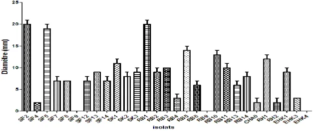 Fig.  22 :  Diamètres  de  solubilisation  des  phosphates  par  les  souches  de  Pseudomonas  fluorescents  