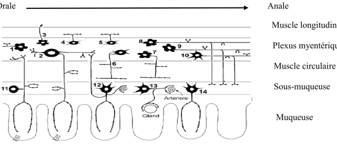 Figure 6. Différents neurones et leur fonction dans l’intestin grêle du cobaye (Furness et al.,  2004) 