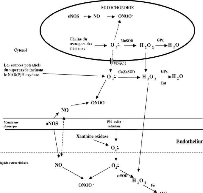 Figure  14.  Représentation  schématique  des  processus  qui  contribuent  à  la  synthèse  des  espèces réactives de l’oxygène pendant la contraction musculaire (Jackson, 2008)